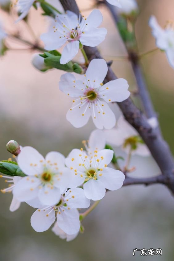 住宅风水设计装修这些风水常识必须了解之一“梅兰竹菊” 客厅风水禁忌梅兰竹菊
