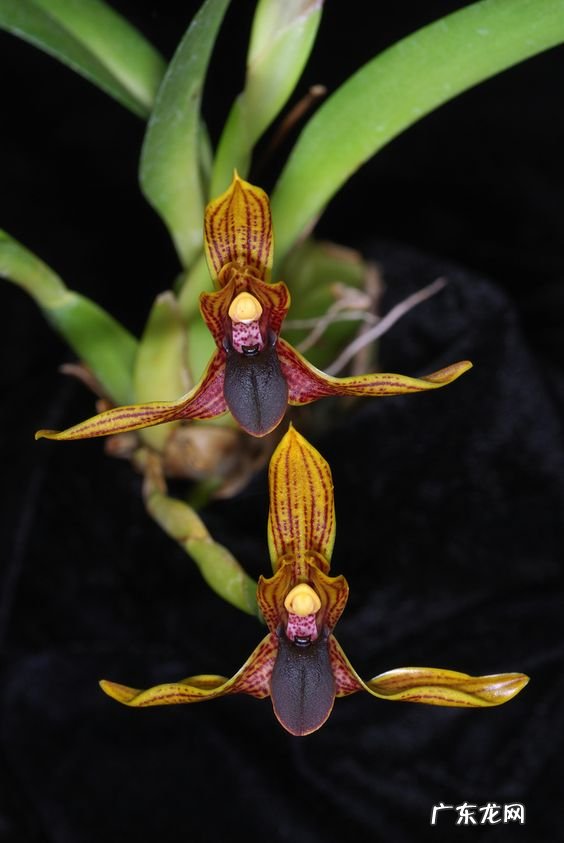 住宅风水设计装修这些风水常识必须了解之一“梅兰竹菊” 客厅风水禁忌梅兰竹菊