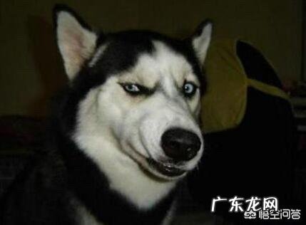 女生适合养什么宠物狗？