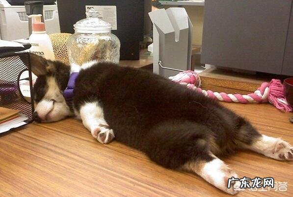 女生适合养什么宠物狗？