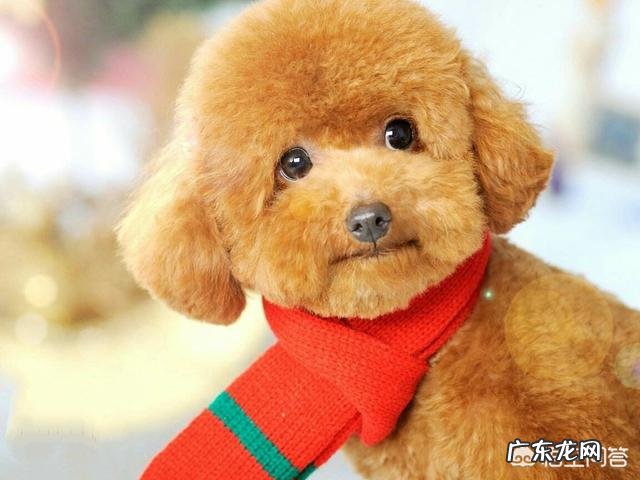 女生适合养什么宠物狗？