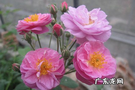 阳台蔷薇花 阳台种蔷薇风水好吗