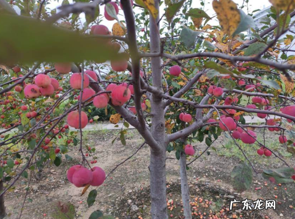 苹果也能种盆栽阳台种一盆结出果子挂满枝 家里大阳台种苹果树影响风水吗