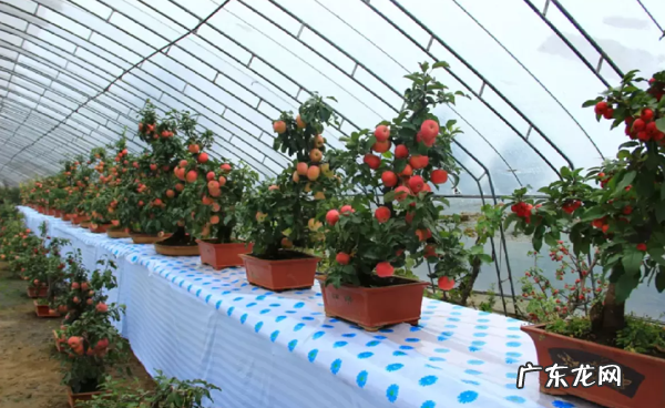 苹果也能种盆栽阳台种一盆结出果子挂满枝 家里大阳台种苹果树影响风水吗
