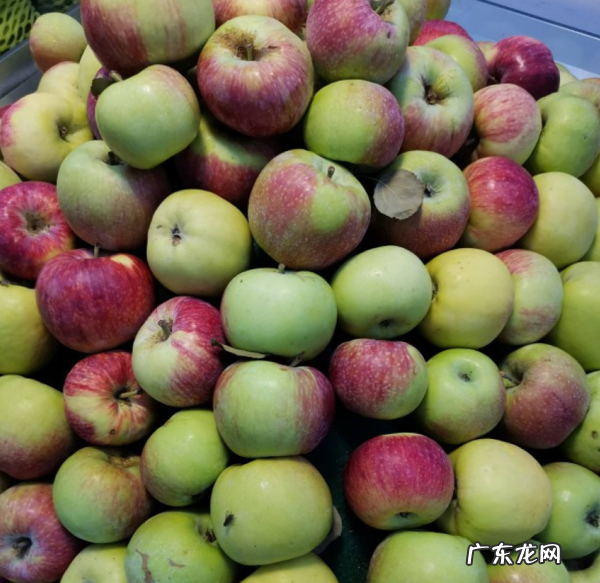 苹果也能种盆栽阳台种一盆结出果子挂满枝 家里大阳台种苹果树影响风水吗