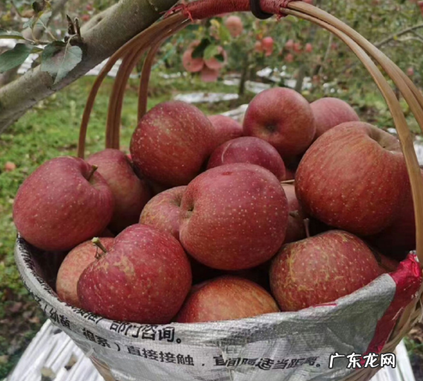 苹果也能种盆栽阳台种一盆结出果子挂满枝 家里大阳台种苹果树影响风水吗