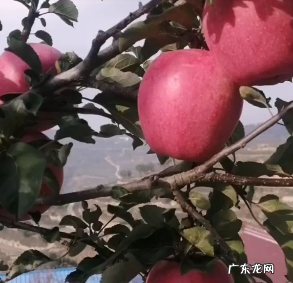 苹果也能种盆栽阳台种一盆结出果子挂满枝 家里大阳台种苹果树影响风水吗