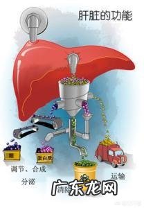 生活中有哪些养肝护肝的方法?