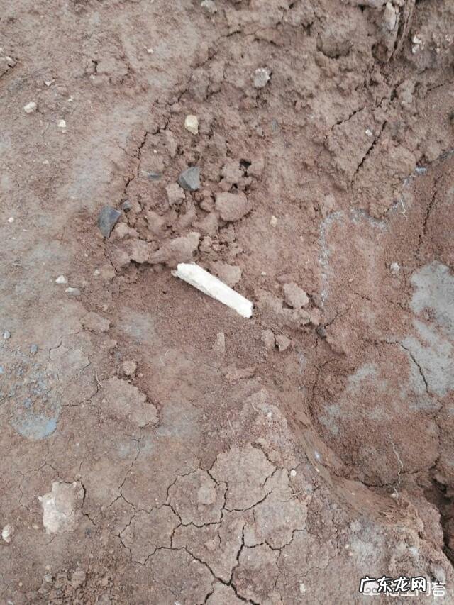 考古发掘后， 被发掘的古尸是怎么安置的？