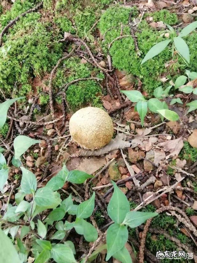 请问有没有什么简单办法识别蘑菇可不可以食用?