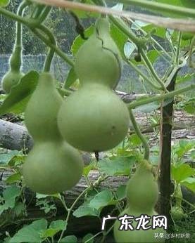 立秋中“立”到底是什么意思？立秋到了秋天就到了吗？