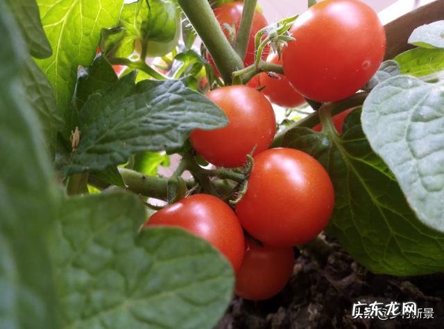 立秋中“立”到底是什么意思？立秋到了秋天就到了吗？