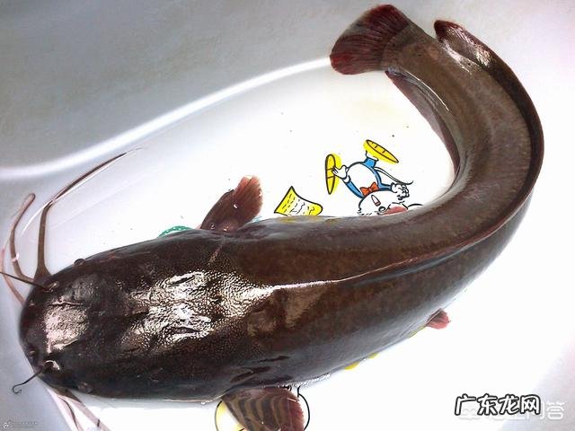 特色烧鲶鱼如何制作？