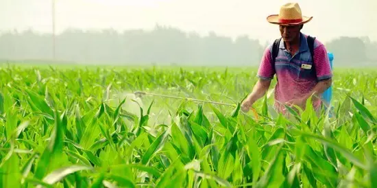 硼砂的用法与用量 硼砂的作用和功效