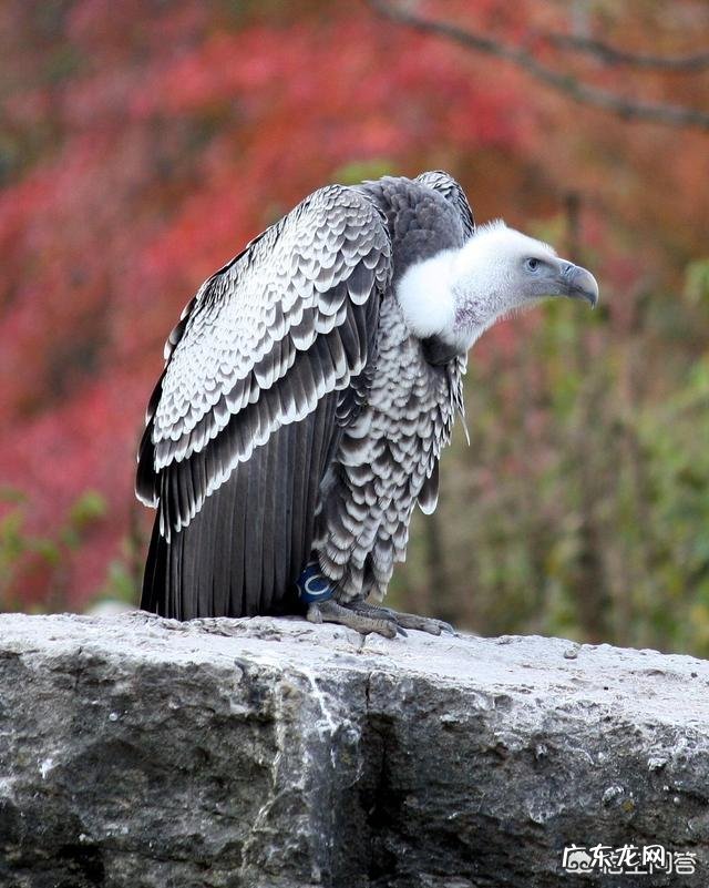鸟最高能飞多少米？哪种鸟类飞的最高？