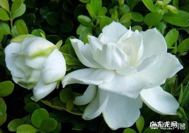 栀子花可以扦插吗?该怎么养?