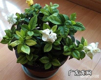 栀子花可以扦插吗?该怎么养?