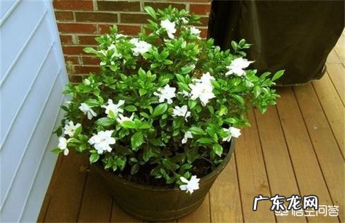 栀子花可以扦插吗?该怎么养?