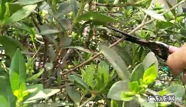 栀子花可以扦插吗?该怎么养?