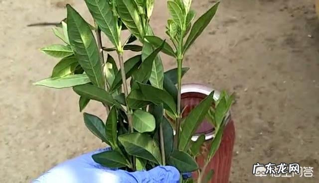 栀子花可以扦插吗?该怎么养?