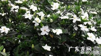 栀子花可以扦插吗?该怎么养?