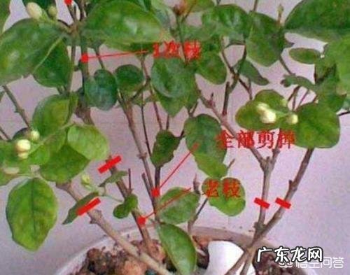 栀子花可以扦插吗?该怎么养?