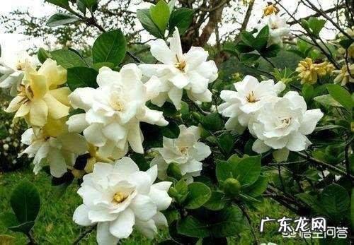 栀子花可以扦插吗?该怎么养?