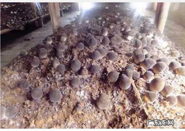 请问一下现在种植蘑菇怎么样?