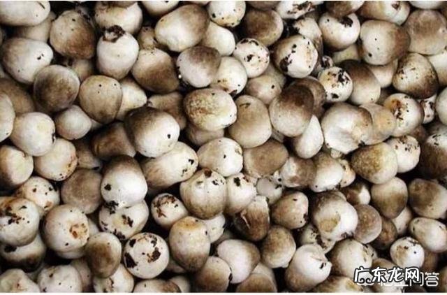 请问一下现在种植蘑菇怎么样?