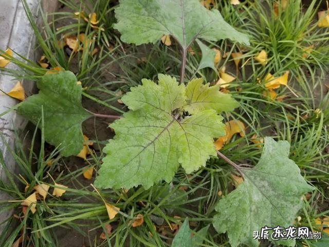 苍耳子炒糊了还能食用吗,有毒吗?