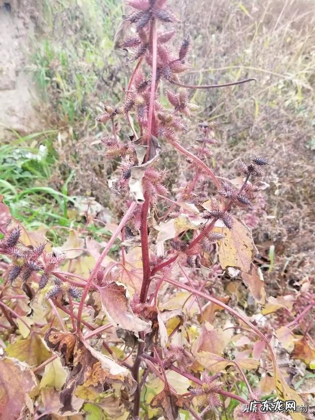 苍耳子炒糊了还能食用吗,有毒吗?