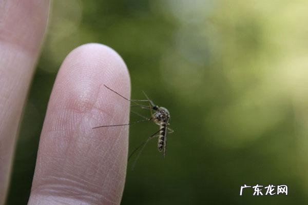 蚊子是否特别喜欢O型血的人?