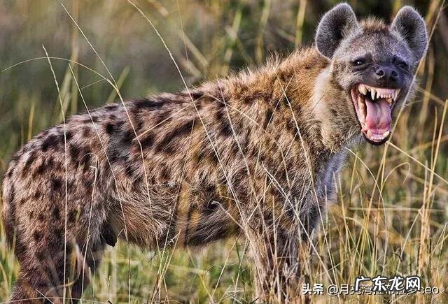 两百斤的藏獒,可以打得过一百五十斤的鬣狗吗?为什么?