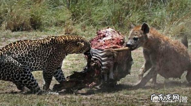 两百斤的藏獒,可以打得过一百五十斤的鬣狗吗?为什么?