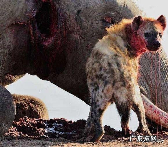 两百斤的藏獒,可以打得过一百五十斤的鬣狗吗?为什么?