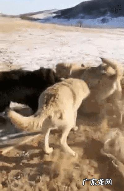 两百斤的藏獒，可以打得过一百五十斤的鬣狗吗？为什么？