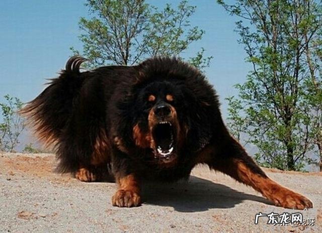 两百斤的藏獒,可以打得过一百五十斤的鬣狗吗?为什么?