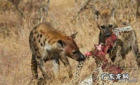 两百斤的藏獒,可以打得过一百五十斤的鬣狗吗?为什么?