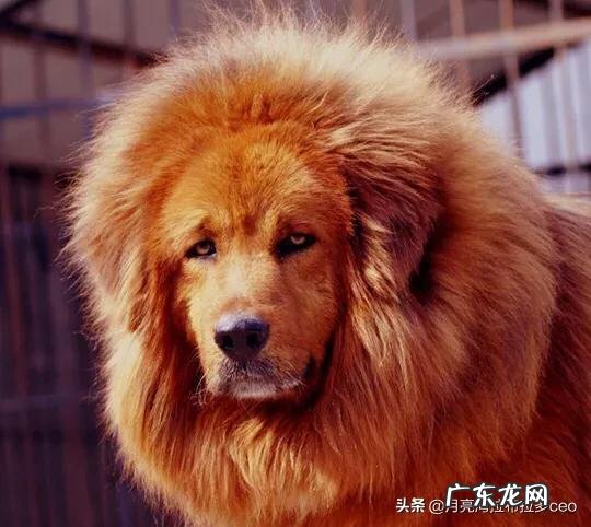 两百斤的藏獒,可以打得过一百五十斤的鬣狗吗?为什么?