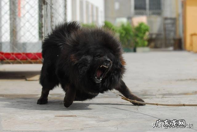 两百斤的藏獒，可以打得过一百五十斤的鬣狗吗？为什么？