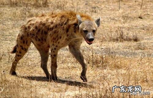 两百斤的藏獒,可以打得过一百五十斤的鬣狗吗?为什么?