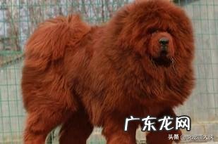 两百斤的藏獒,可以打得过一百五十斤的鬣狗吗?为什么?