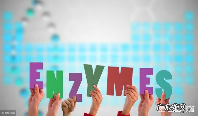 什么是酵素？酵素到底有什么用？