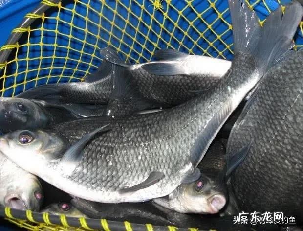 你们还在认为八九斤的那是鳊鱼吗?正确区分鲂鱼,鳊鱼的方法在这 边鱼是什么鱼