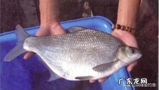 你们还在认为八九斤的那是鳊鱼吗？正确区分鲂鱼，鳊鱼的方法在这 边鱼是什么鱼