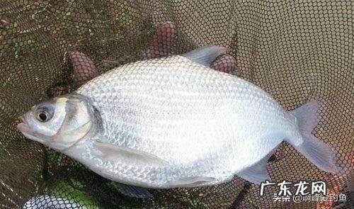 你们还在认为八九斤的那是鳊鱼吗？正确区分鲂鱼，鳊鱼的方法在这 边鱼是什么鱼