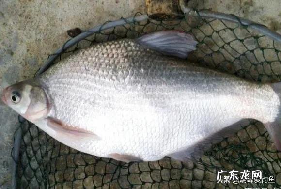你们还在认为八九斤的那是鳊鱼吗？正确区分鲂鱼，鳊鱼的方法在这 边鱼是什么鱼