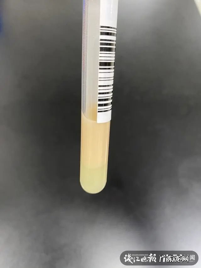 浙江19岁小伙被蛇咬伤,抽血时吓懵:血怎么像牛奶!网友:是蛇“救”了你啊 木耳的香气什么梗