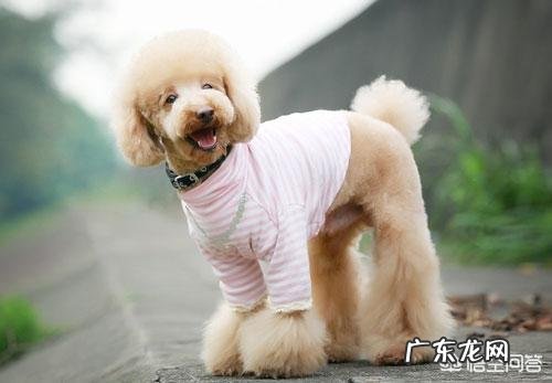 女生养什么宠物好？