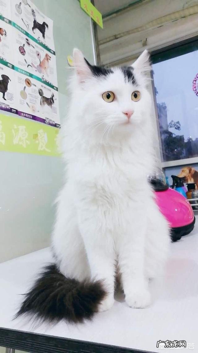 女生养什么宠物好？